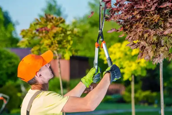 tree services Campbells South